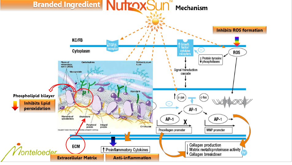  NUTROXSUN&trade; - A natural formula to protect all your body from the sun